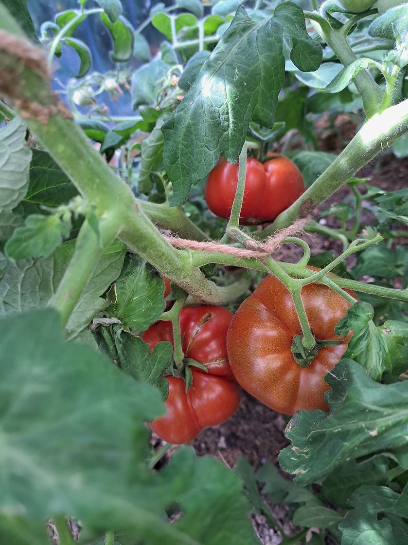10 SEEDS Maralinga DWARF Variety Tomato ORGANIC DTP