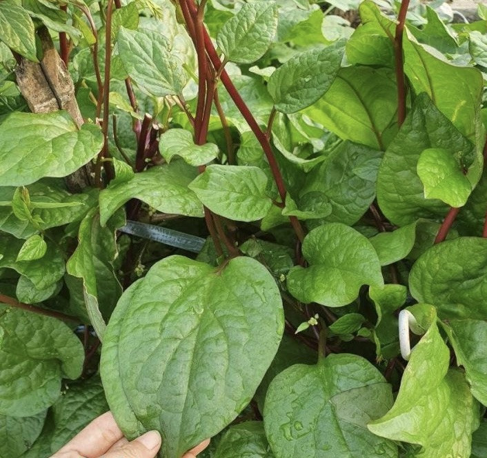 Red Malabar Spinach, Basella Alba – Thick Leaves – 50 Seeds 2025 – USA