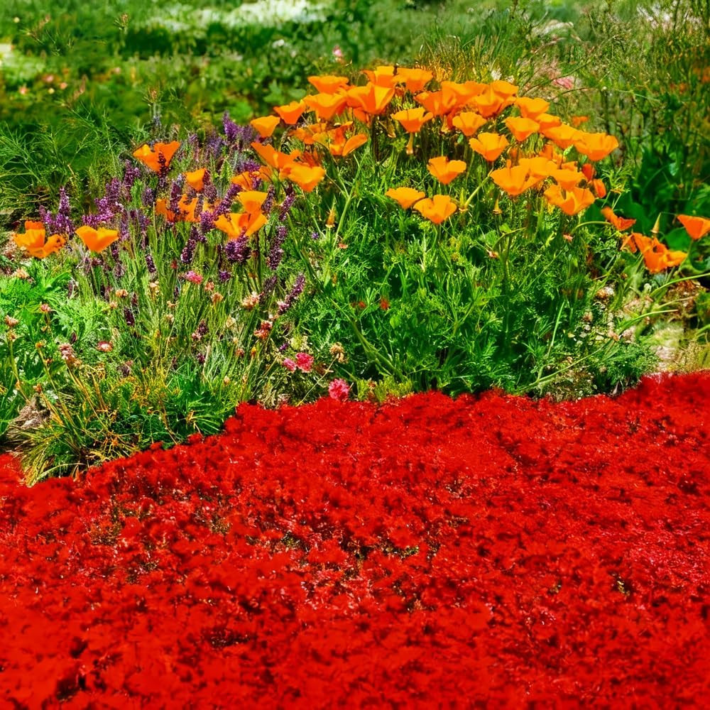 15000Pcs Red Creeping Thyme Seeds Ground Cover,Thyme Seeds for Planting Indoors,