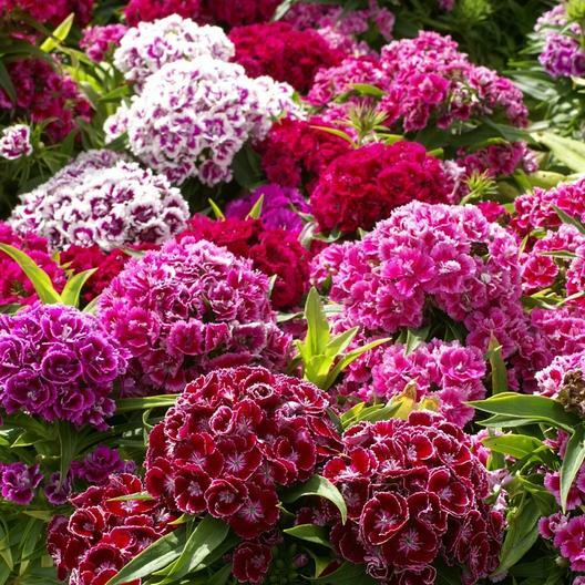 Sweet William TALL DOUBLE MIX Dianthus 20″ Part-Shade OK USA Non-GMO 200 Seeds!