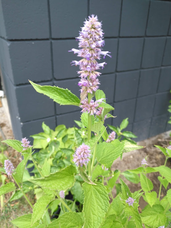1000 Anise Hyssop Vanilla Hyssop Giant Hyssop Agastache foeniculum Herb Seeds