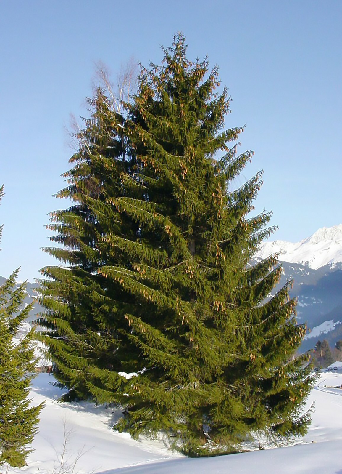 Norway Spruce, Picea abies, Tree Seeds (Evergreen, Fast)
