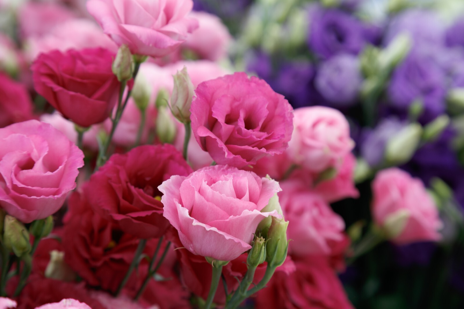 Lisianthus Live Plant, Healthy Starter, Mother’s Day Edition