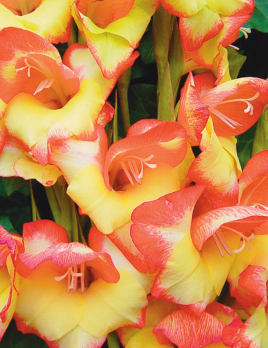 Pack of 5 “Las Vegas” Gladiolus Corms Bulbs, 10/12cm, Yellow Red Nicely Packaged
