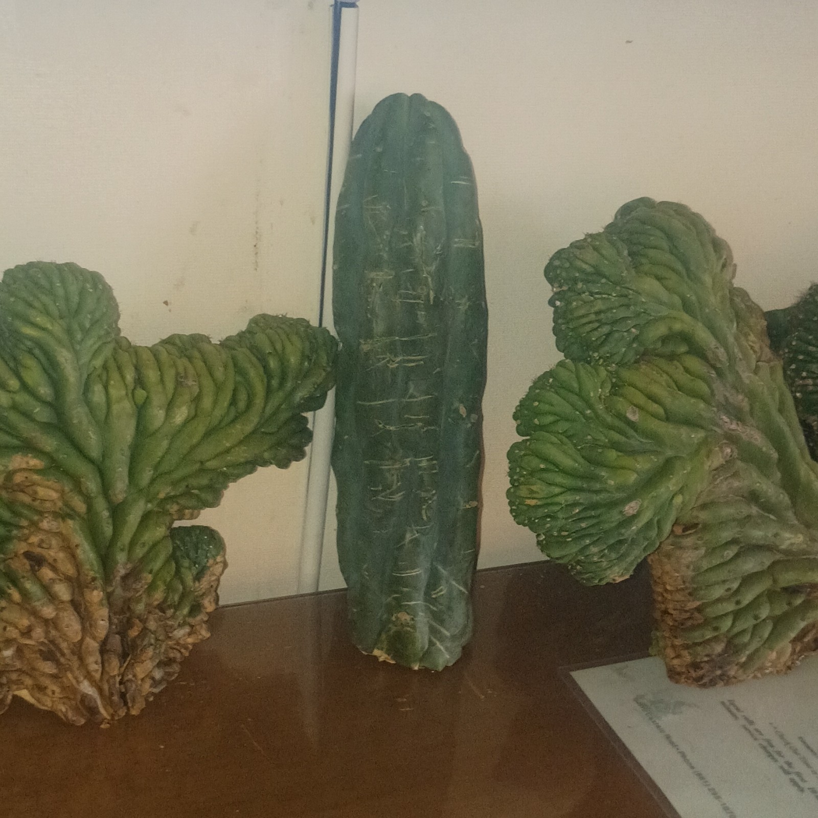 Green Crested Cactus Cuttings Lot – Clumping, Full Sun, 1 Pack