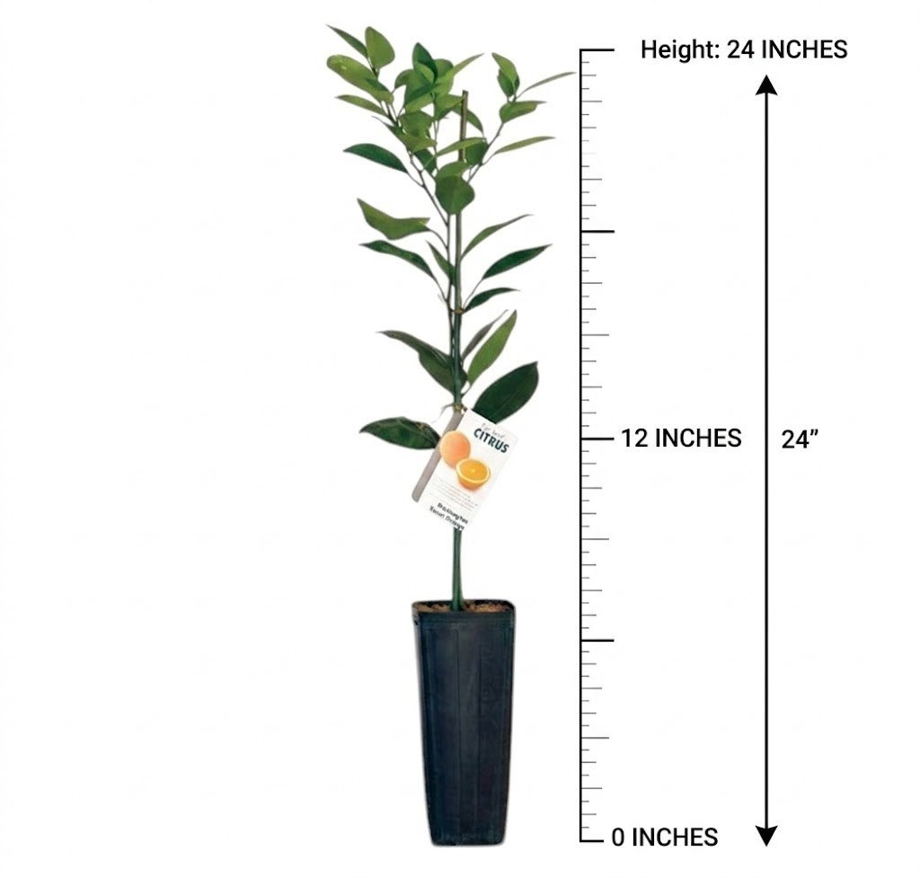 Washington Navel Semi-Dwarf Orange Tree in 2gal Pot Citrus Live Starter Plant