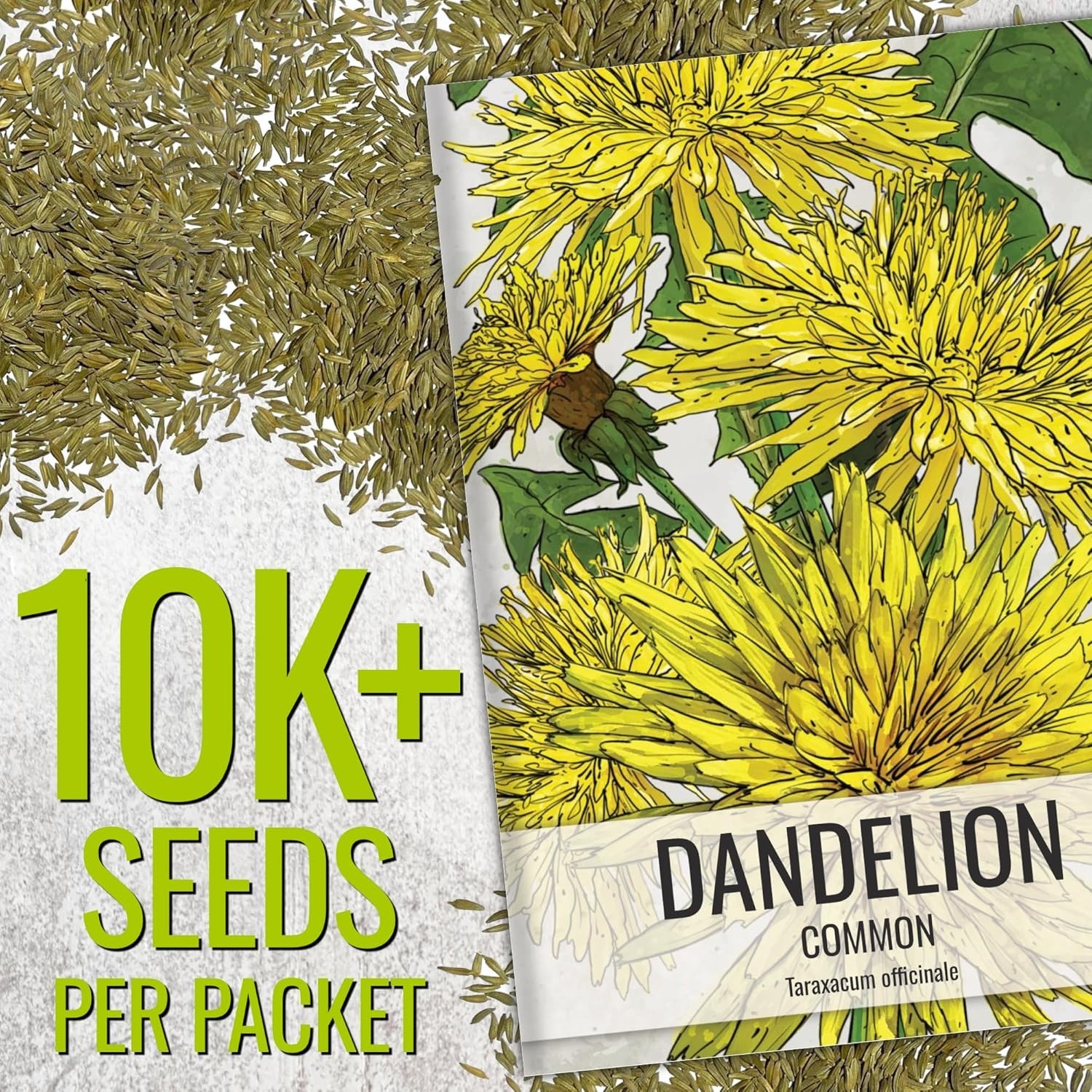 Common Dandelion Herb 10,000+ Seeds for Planting Non-GMO Heirloom & Untreated