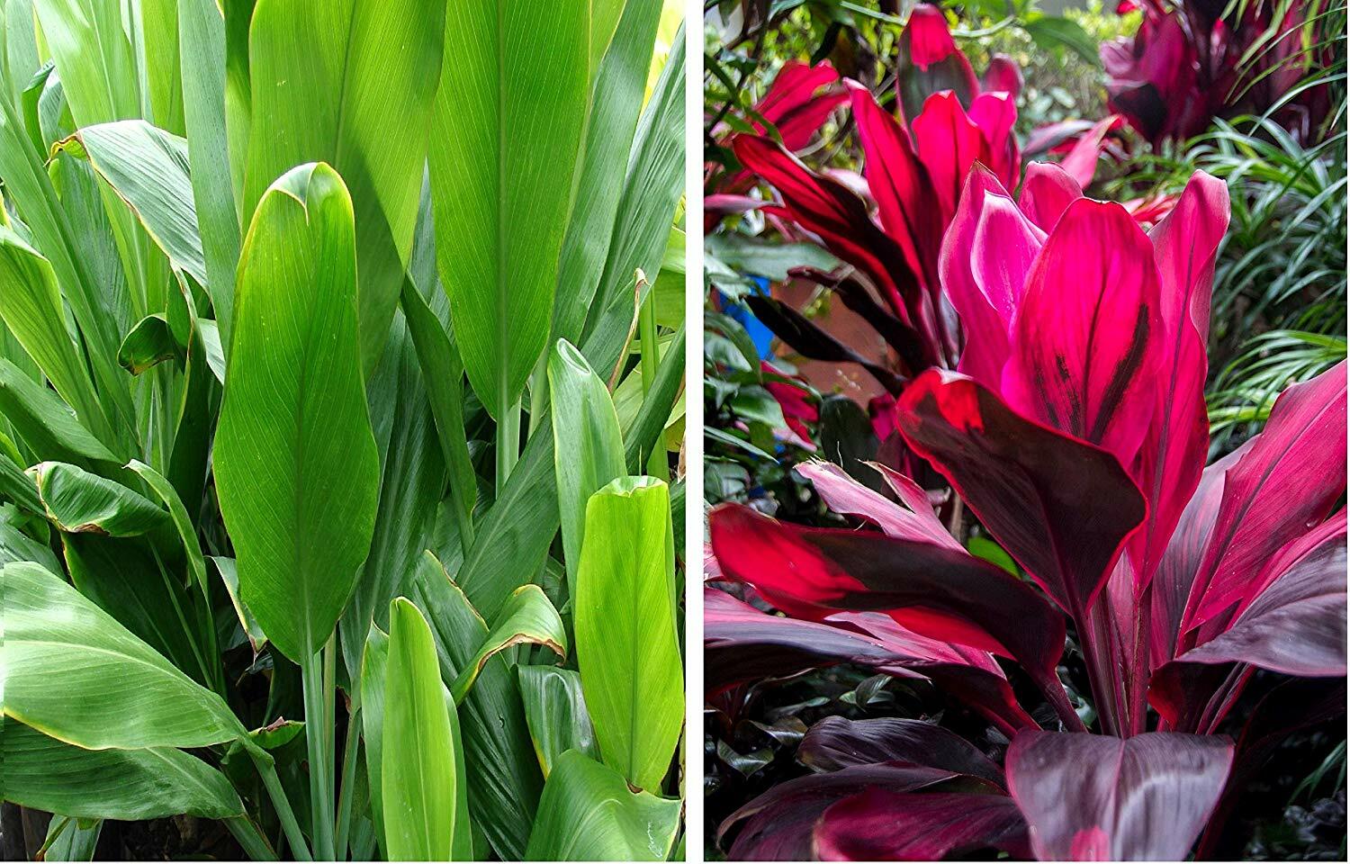 HAWAIIAN COMBO RED and GREEN TI PLANT LOGS 1 Pack with 1 GREEN LOG, 1 RED LOG