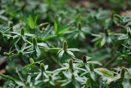Eryngium Foetidum Plant Aromatic Herb for Latin Cuisine Organic Puerto Rico