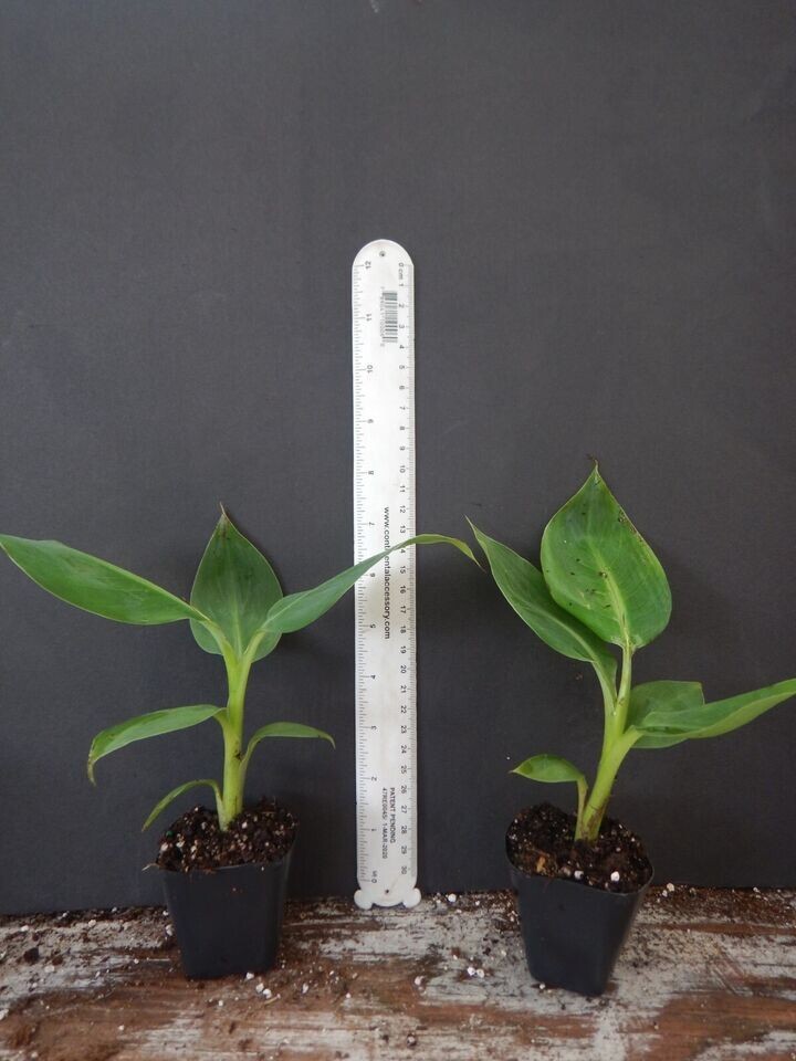 African Giant Banana Tree-musa kandarian- SMALL ROOTED STARTER PLANT-Grows 40 FT
