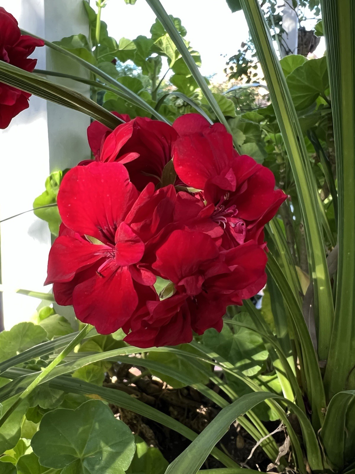5 Cuttings True Red Ivy ‘Geranium’ Pelargonium 6″