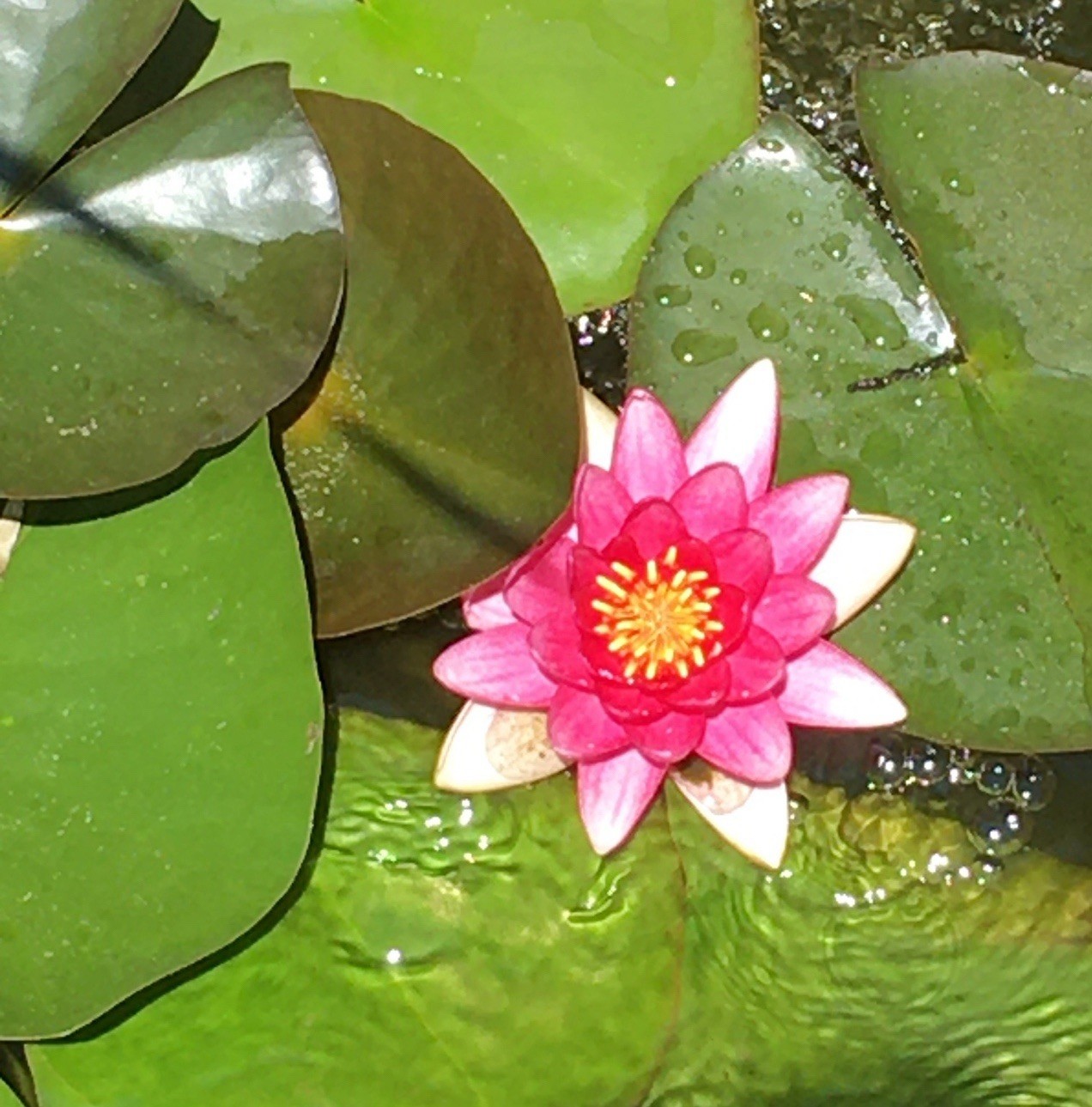 Live Hardy Red Hardy Water Lily Rhizome Tuber Fragrant Pond Blooms 🌺 🌸