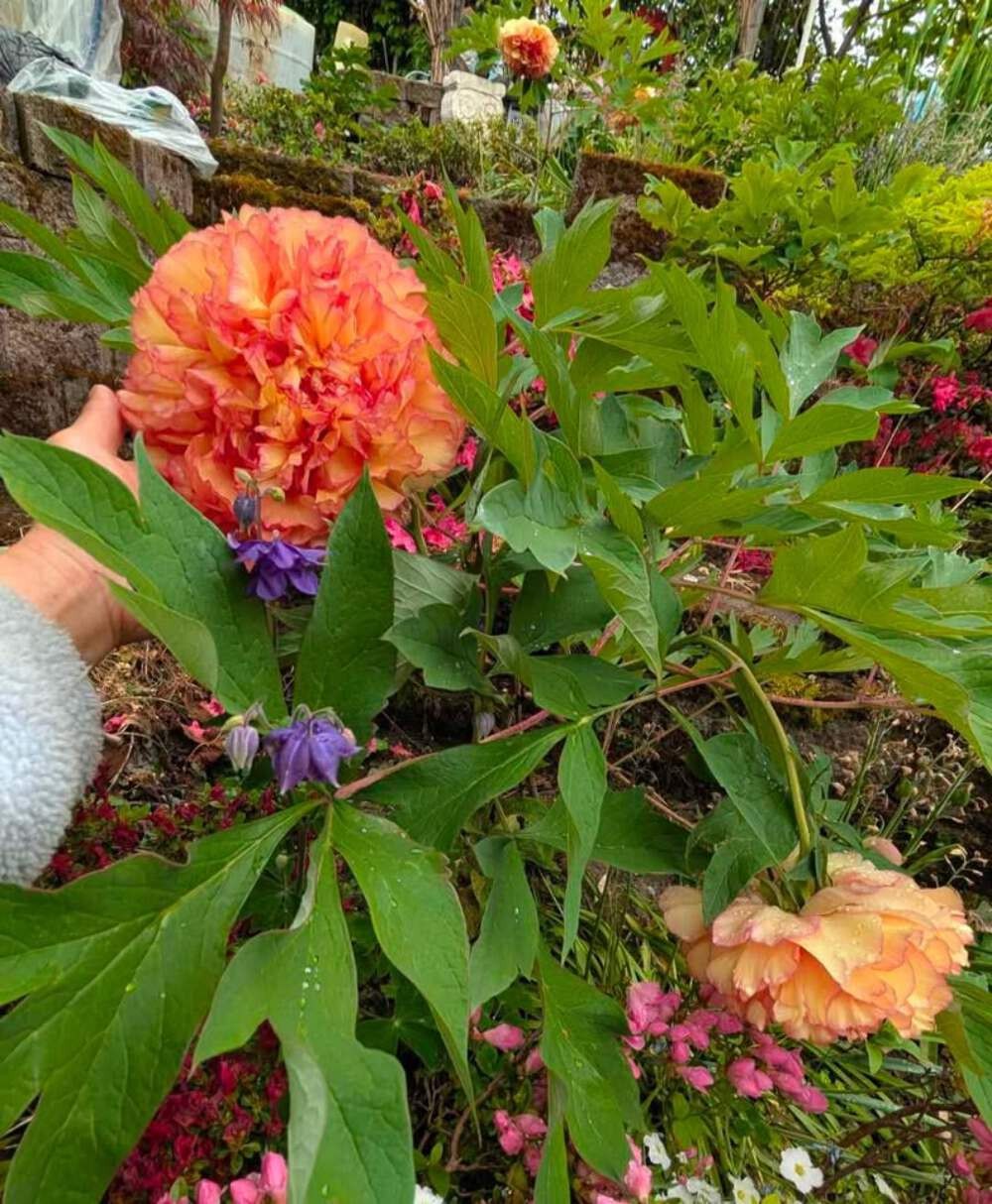 “Golden pavilion” large flower Japanese tree peony