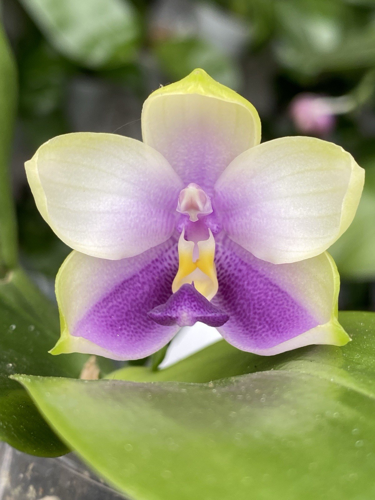 Original Phal Phalaenopsis belina blue x LL Blue Family-FRAGRANT
