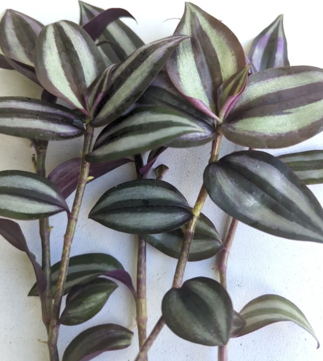 10 Cuttings No Roots-Tradescantia Zebrina Wandering Jew Plant