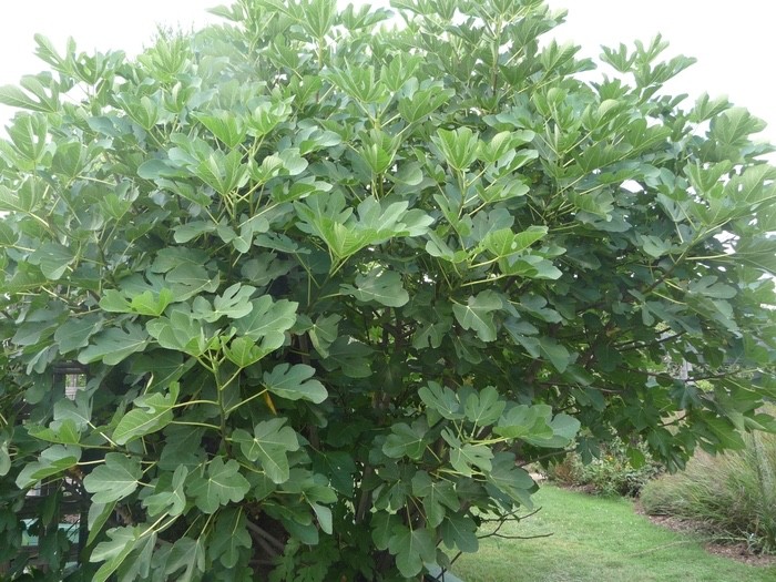 1 Lattarula Italian Honey Fig Tree Starter Plug – Ficus carica