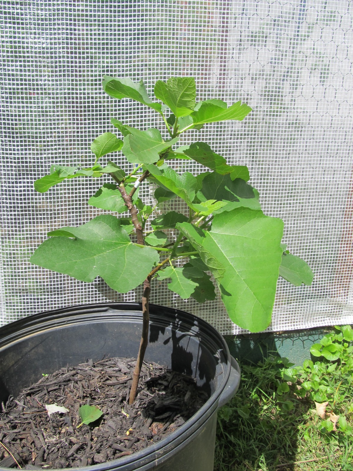 Genovese Nero fig tree 30″ tall, super rooted & ready to pot or put in ground #6