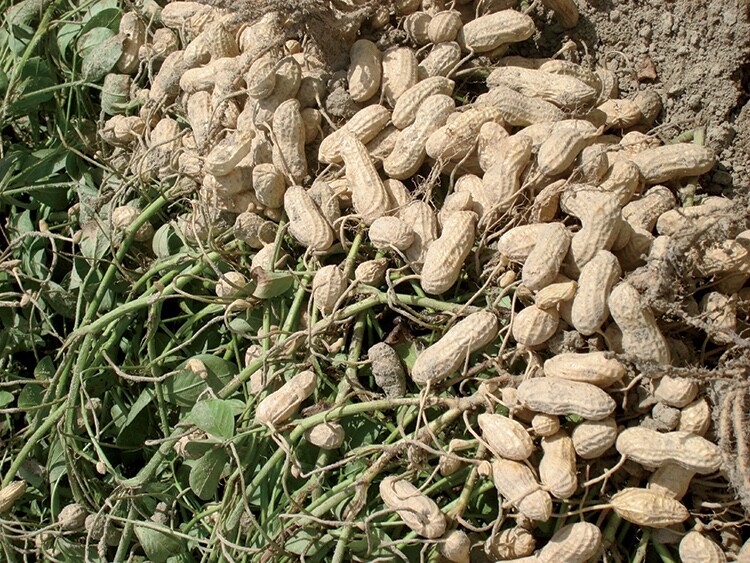 60+ Bailey Virginia Peanut Seeds For Planting , Organic NON – GMO