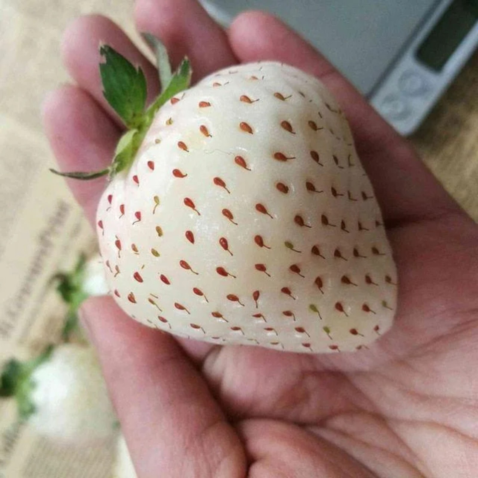 Milk Strawberry Seeds – 200 Seeds – Non-GMO Perennial Variety for Home Gardens