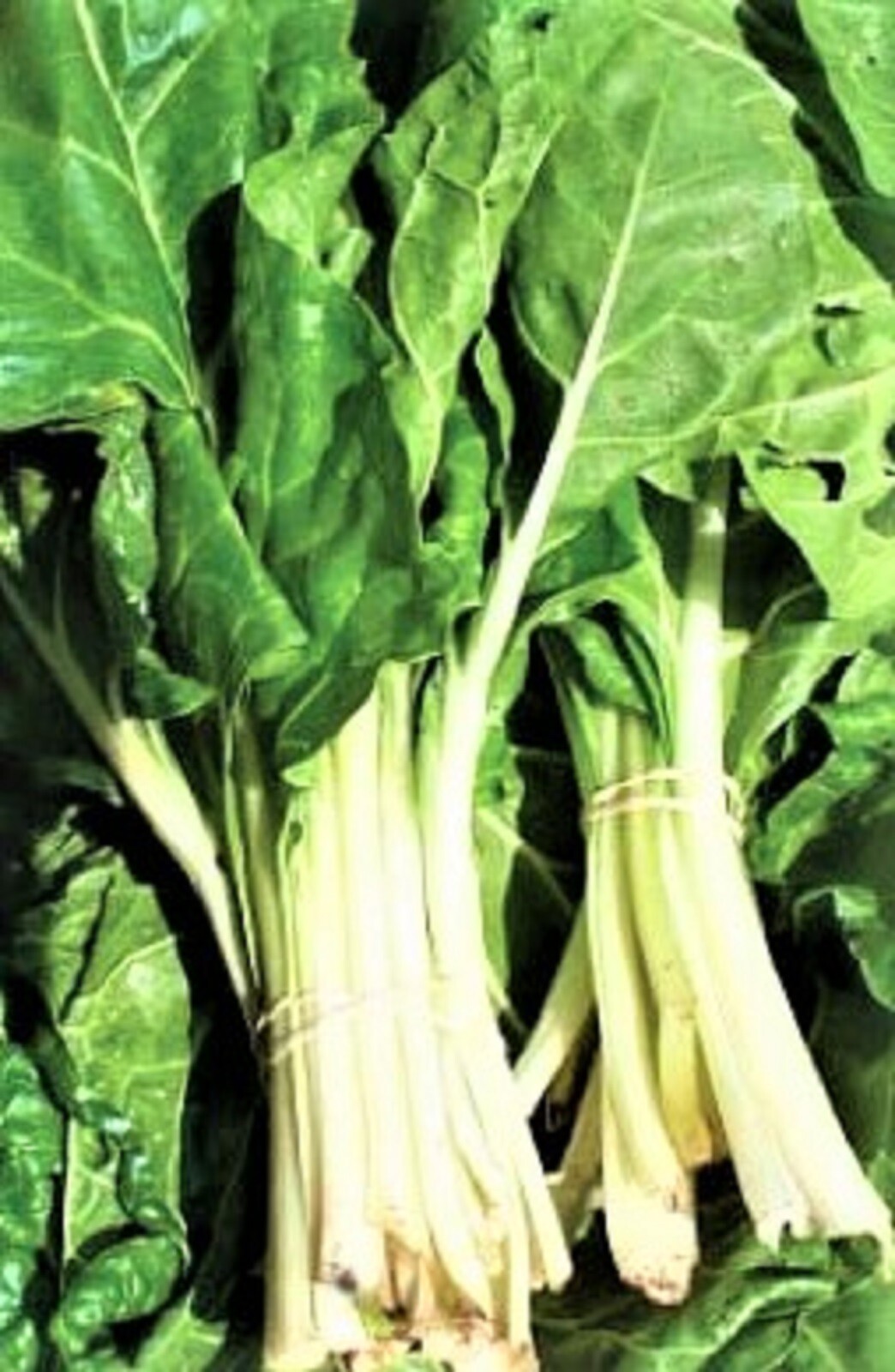 Large White Ribbed Swiss Chard SeedsNON-GMO 100+ SEEDS –BUY 4 ITEMS FREE SHIP
