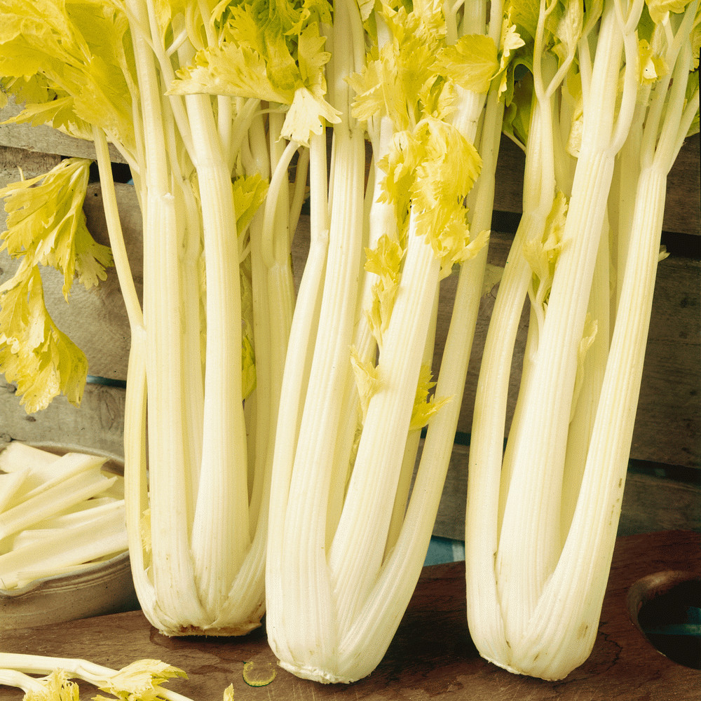 Golden Pascal Celery Seeds 500+ Stringless Vegetable Garden NON-GMO USA FREE S&H