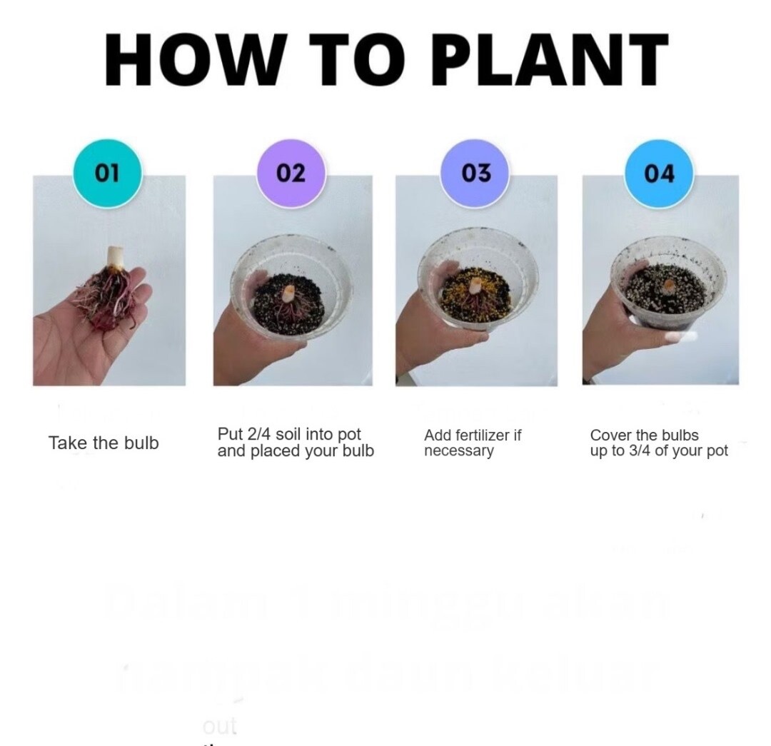 AUTHENTIC Colocasia Starlight 1 bulbs