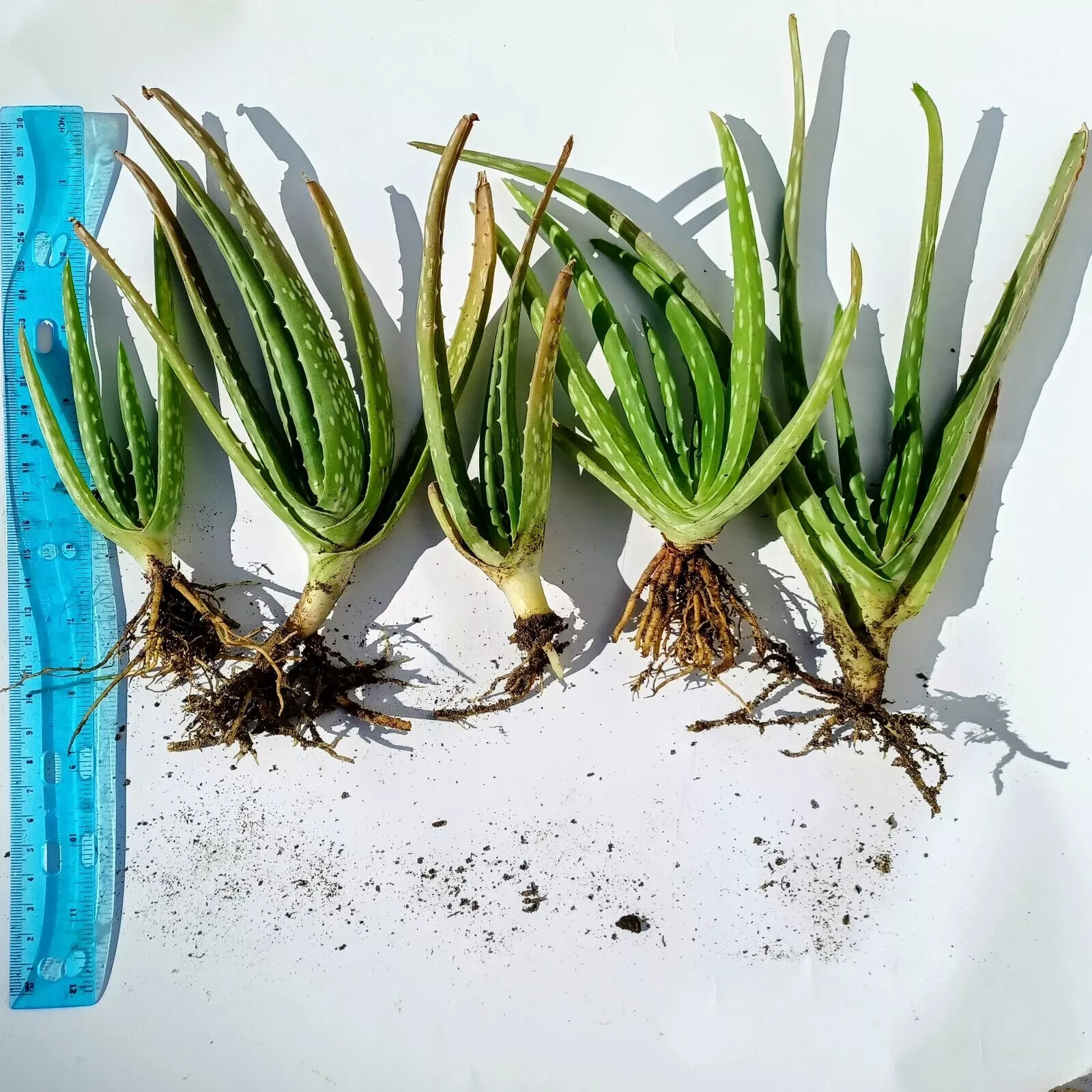 Live Aloe Vera Plant | Medicinal Succulent | Houseplant | Buy 2 Get 1