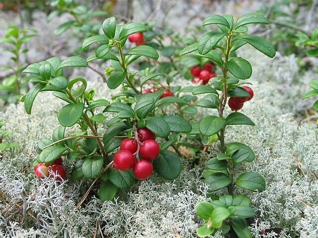 Vaccinium vitis-idaea | Lingonberry | 10 Seeds