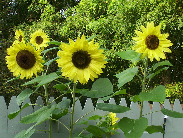 25 LEMON QUEEN SUNFLOWER SEEDS, Heirloom, NON-GMO, Soft & Elegant Summer Bueaty