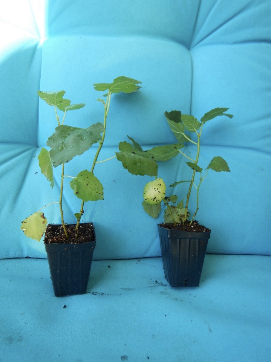 Ischia Fig Tree Live SMALL Starter Plant ~Ficus carica