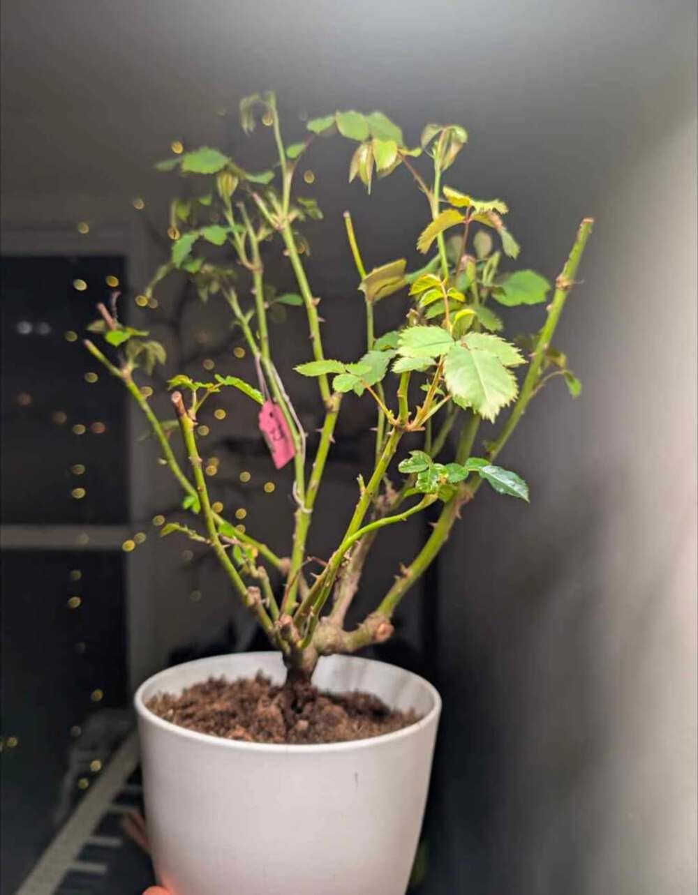 Ausjameson English wedding garden rose plant large flower bush