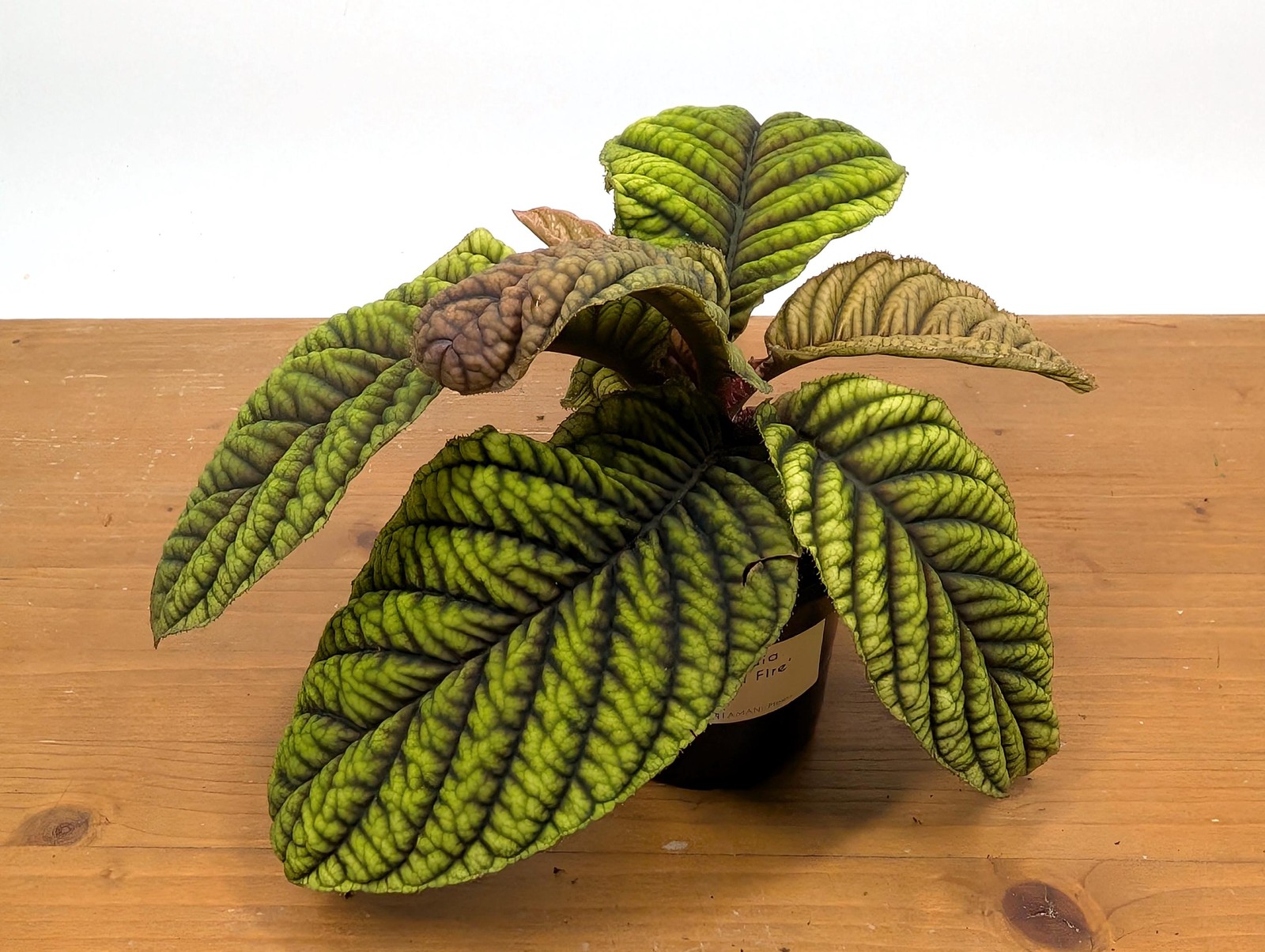 Ardisia Crenata Cool Fire – Deeply Textured Matte Leaves with Red/Green/Yellow