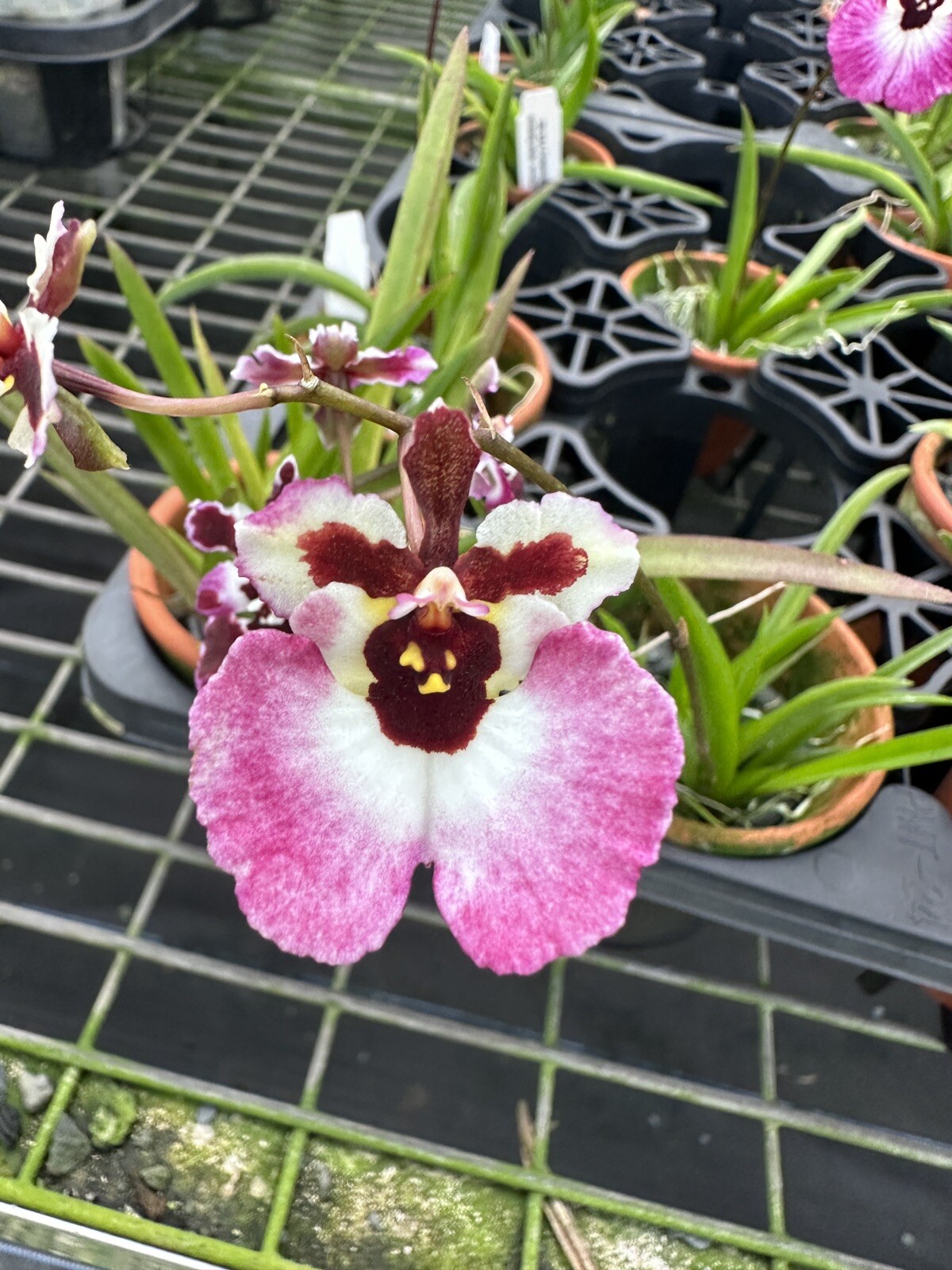 Three Different Tolumnia IN SPIKE! Equitant Orchid Plant Oncidium 3 Plants