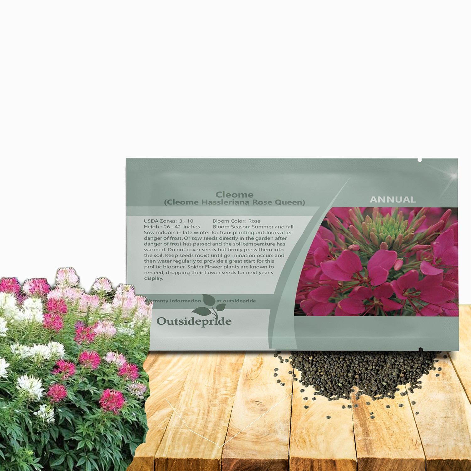 2000 Seeds Cleome Drought Tolerant Spider Flower Rose Queen Garden Plant