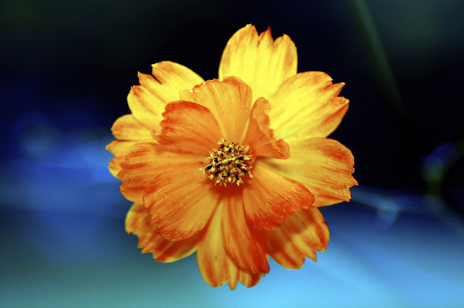 2,000 COSMOS SULPHUREUS Seeds (Double Orange Cosmos) | NON-GMO | Free shipping