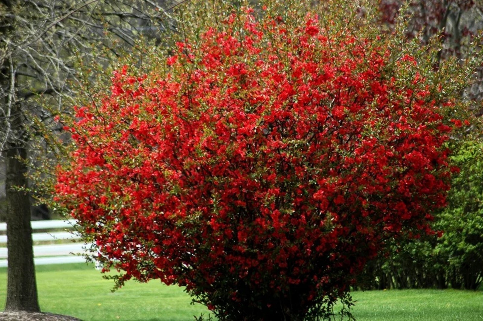 Chaenomeles Speciosa “Texas Scarlet” (Red Flowering Quince) Plant