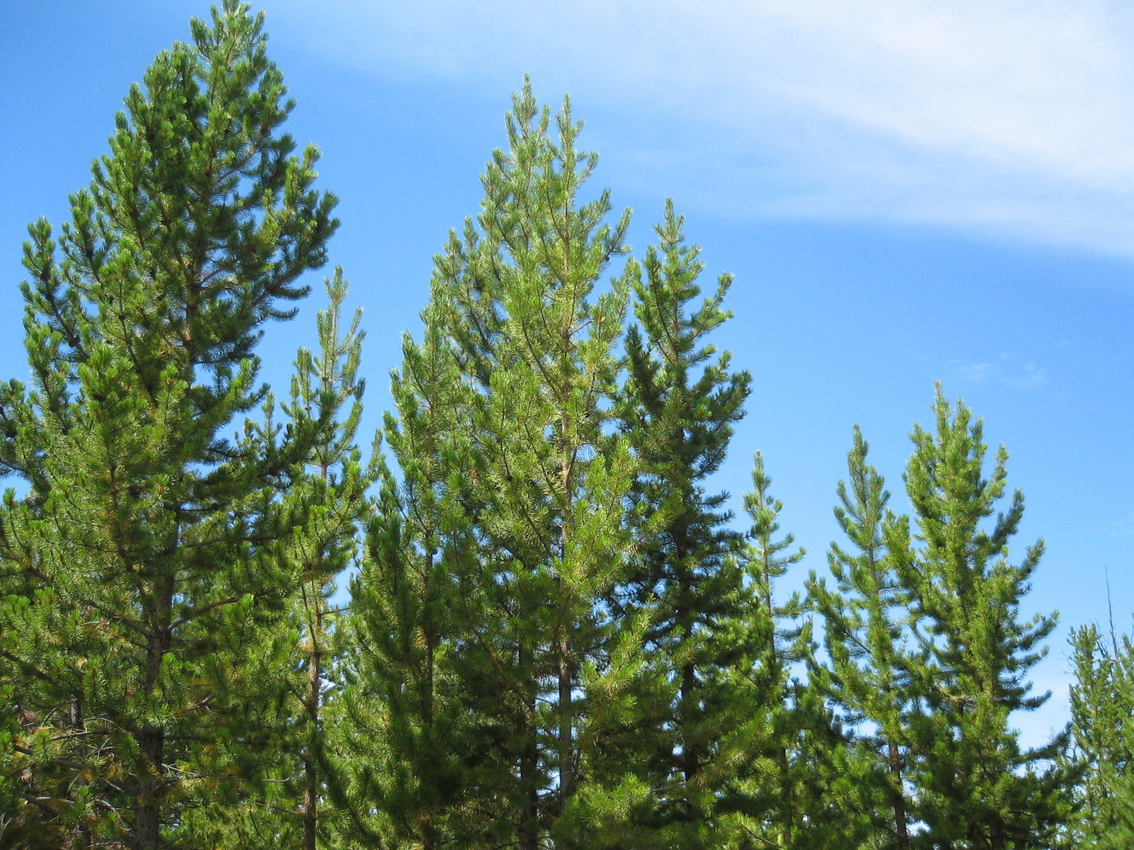 Pinus contorta latifolia LODGEPOLE PINE TREE Seeds!