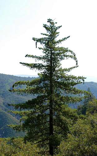 Sugar Pine, (King of Pines), Pinus lambertiana, Tree Seeds