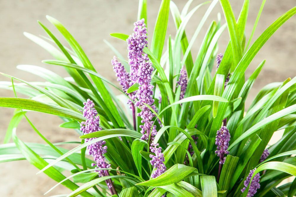 Liriope muscari Royal Purple 15 Plants in 3-1/2 in Pots