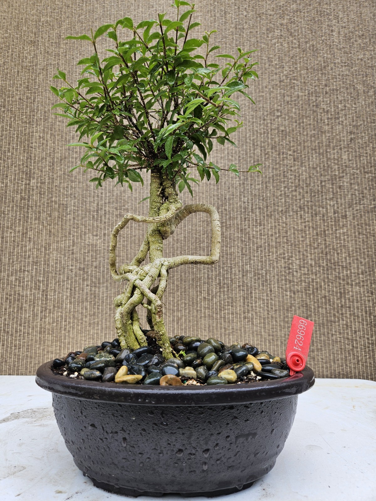 Old Barbados Cherry ( Malpighia Glabra-Hồng ngọc mai ) Bonsai Tree,,,sale