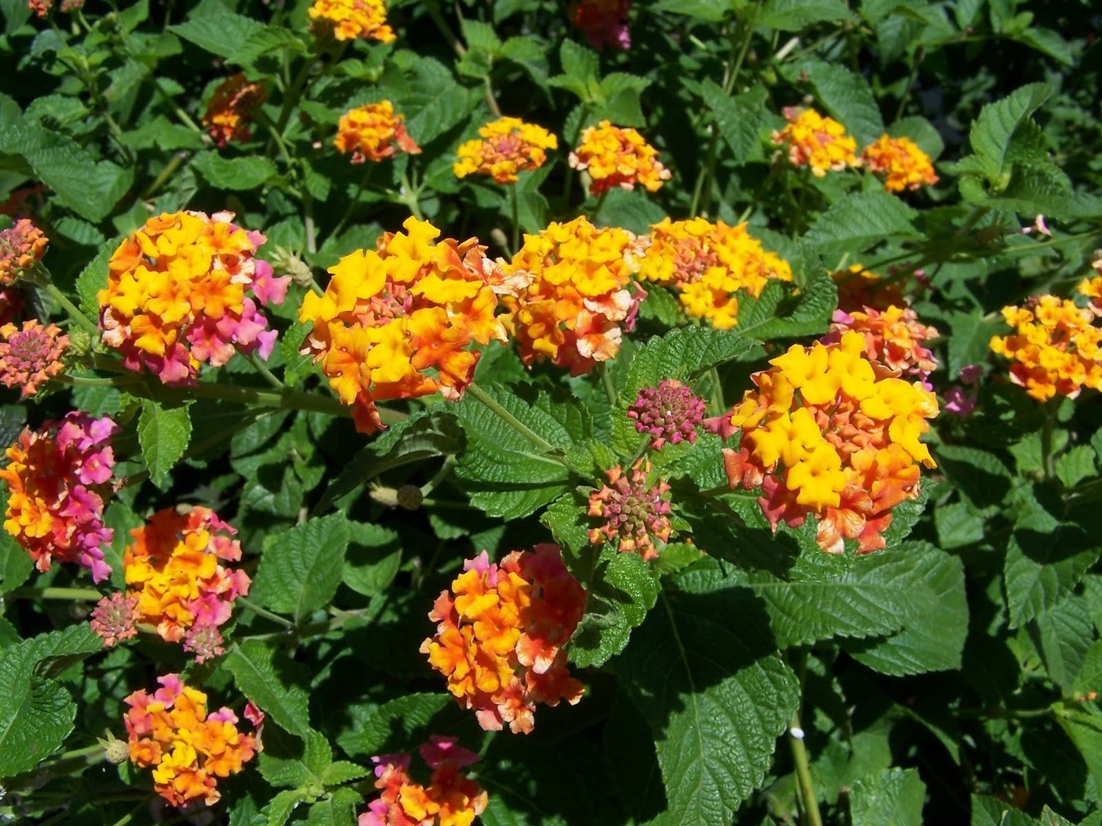 Lantana camara MISS HUFF HARDY LANTANA Seeds!