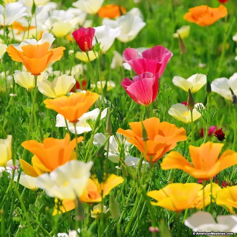 1000+ CALIFORNIA POPPY AUTUMN MIX SEEDS DEER RESISTANT WILDFLOWERS HUMMINGBIRDS