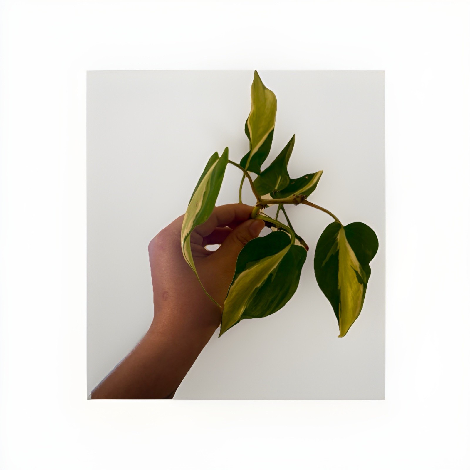 Philodendron Rio Green white Yellow Cutting Air Purifying Indoor/Outdoor