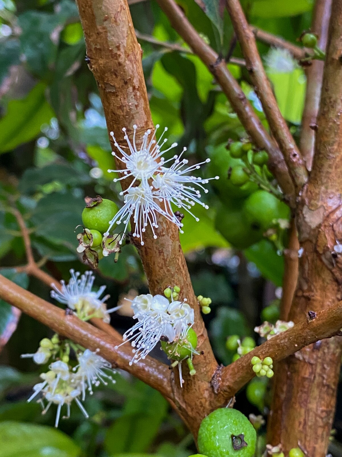 Jaboticaba Plinia Phitrantha var. ESALQ Fruit Tree tropical Plant VERY RARE!