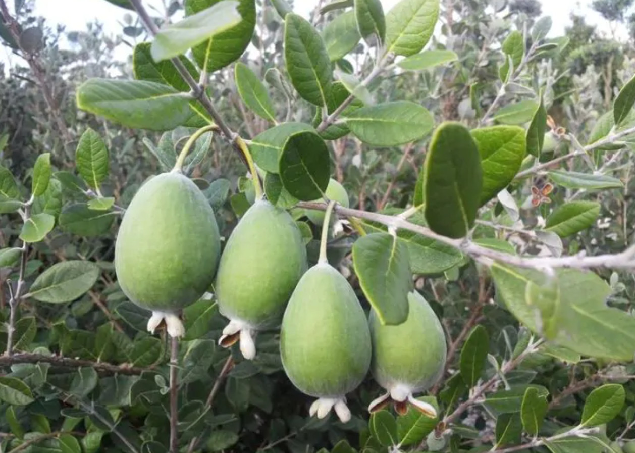 Live Pineapple Guava Plants – 4–6 Inch Tall –Fruit Tree – Ships No Pot