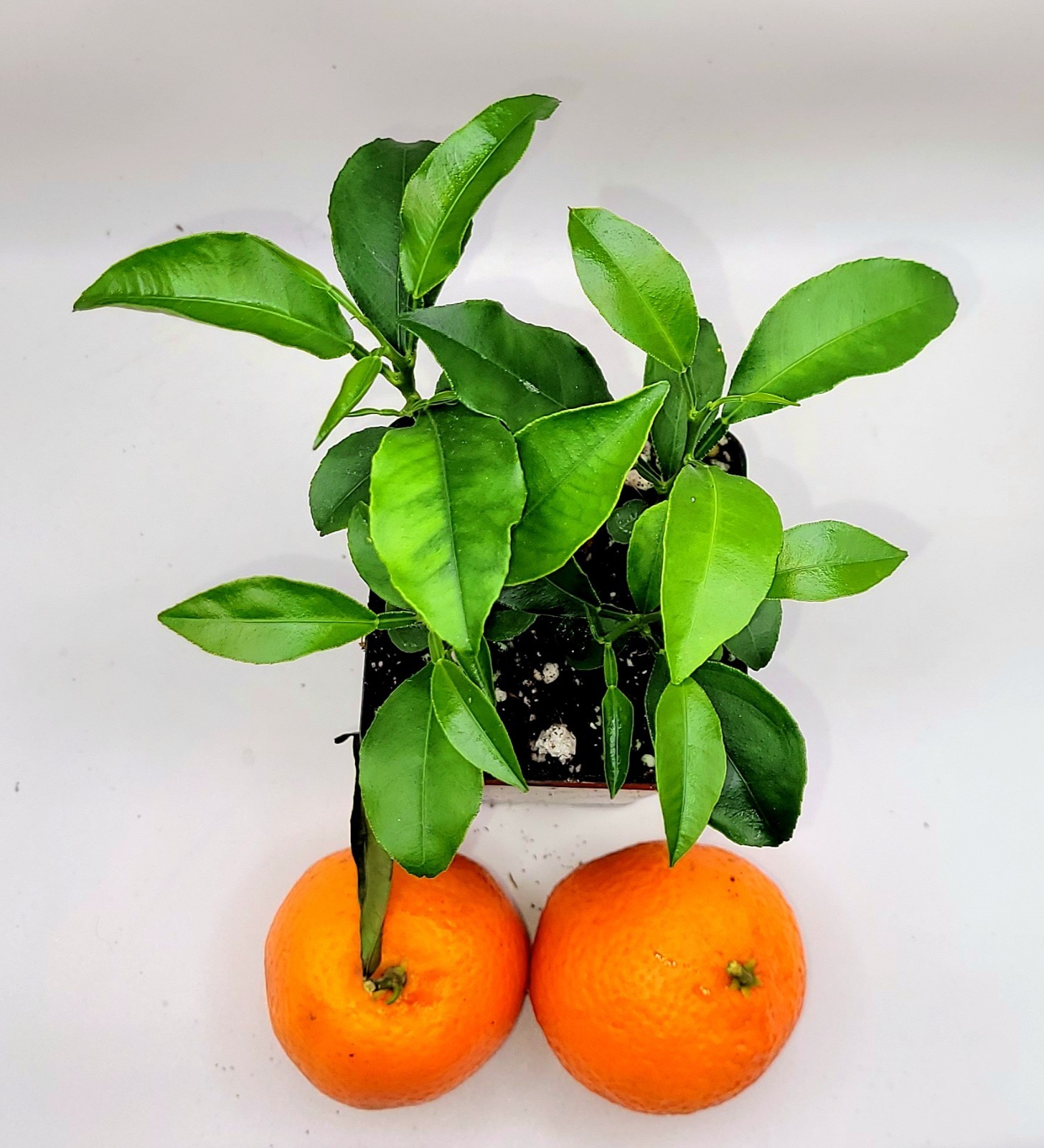 Set Of 4 Clementine Mandarin orange seedlings, 3-5 inches tall