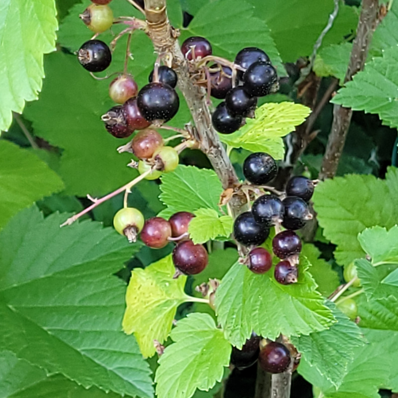 6 Black Currant Ribes Nigrum Fresh Helathy Cuttings Unrooted Zones 3-8 Hardy