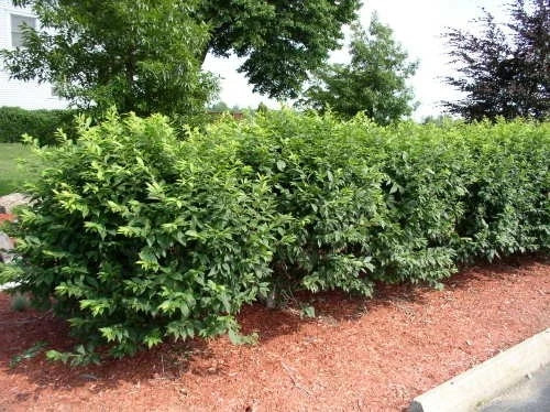 1 Burning Bush Shrubs Organic Ready To Plant Live Shrubs 1 ft tall