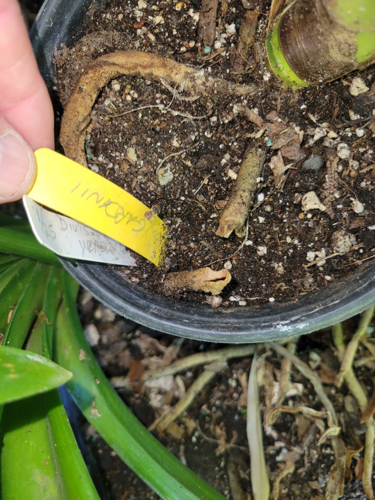 Yellow gardenii clivia I gallon plants