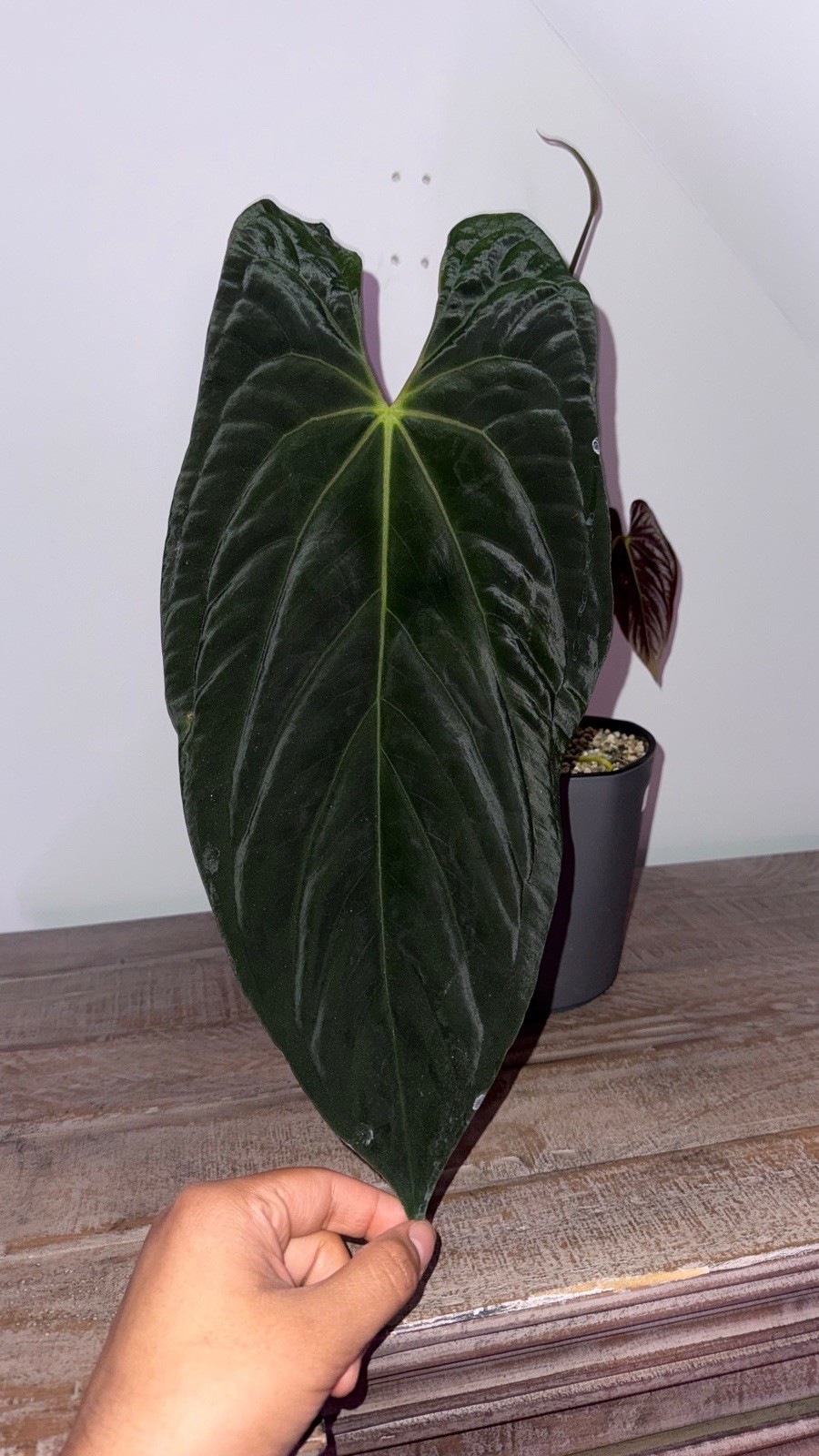 Anthurium papillilaminum ‘Ree Gardens’ Clone